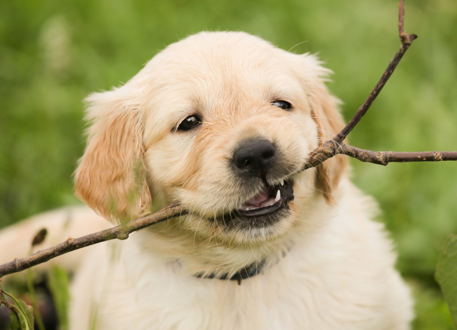 Cachorro de Golden Retriever jugando con un palo
