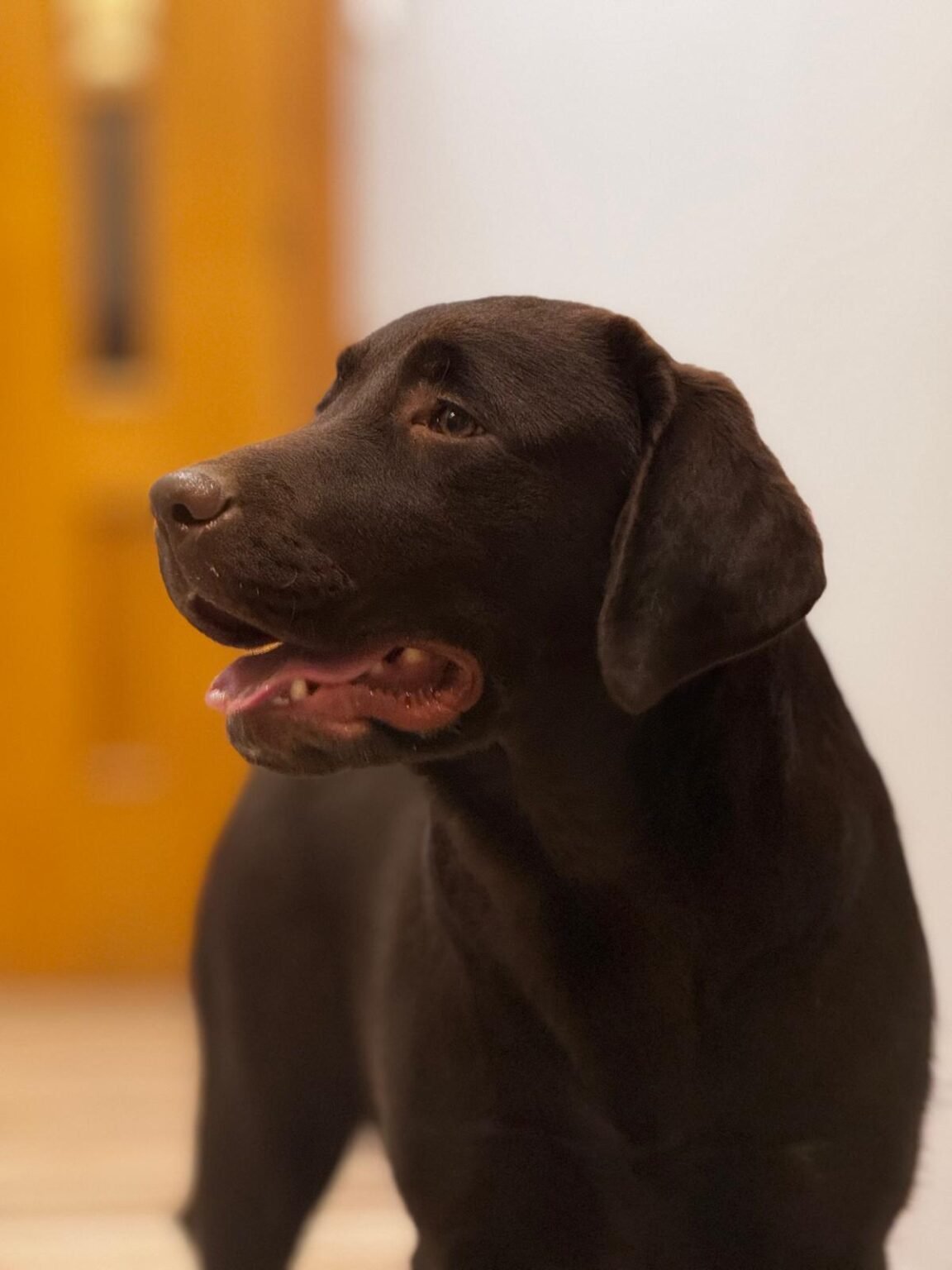 Labrador Retriever color chocolate criado en HRC Tierra de Perros